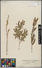 Foto von Salix repens L. x Salix viminalis L.